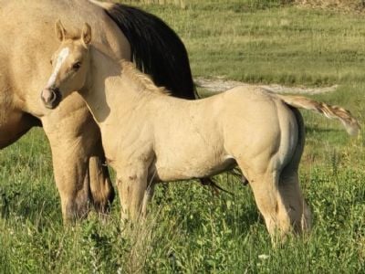 Legolas Topsail JW<BR>AQHA PENDING